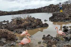 Una primera observaci&oacute;n en las islas Santa Cruz, Isabela y Floreana dio a conocer que la poblaci&oacute;n de estas aves no se ha alterado. FOTO: Flickr Parque Nacional Gal&aacute;pagos