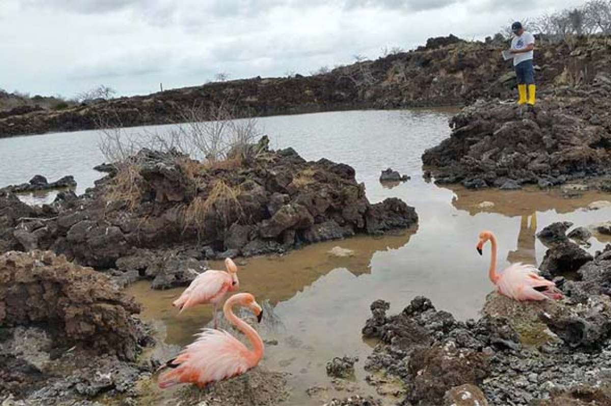 Una primera observaci&oacute;n en las islas Santa Cruz, Isabela y Floreana dio a conocer que la poblaci&oacute;n de estas aves no se ha alterado. FOTO: Flickr Parque Nacional Gal&aacute;pagos