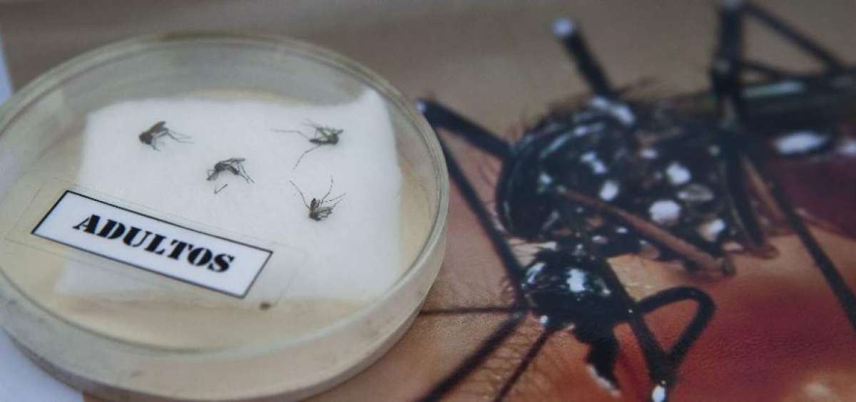 6 claves para entender el virus zika