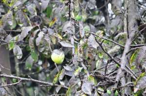 La ceniza se encuentra impregnada en las frutas y sembr&iacute;os en Penipe y Guano. Foto: Elizabeth Maggi / El Tel&eacute;grafo