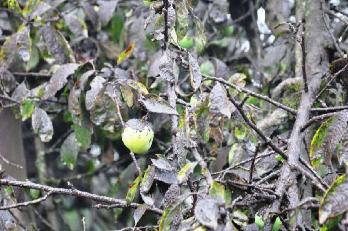 La ceniza se encuentra impregnada en las frutas y sembr&iacute;os en Penipe y Guano. Foto: Elizabeth Maggi / El Tel&eacute;grafo