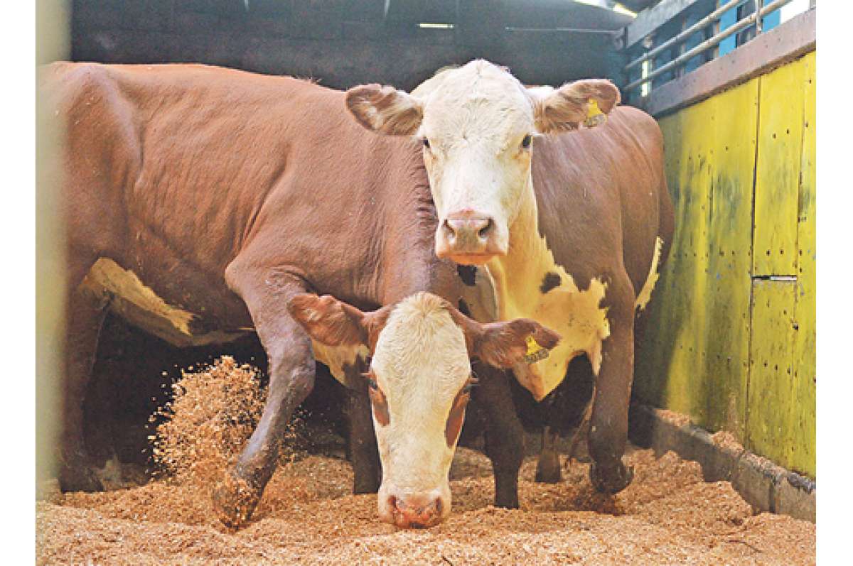Las razas productoras de carne tienen mayor capacidad de convertir el alimento en m&uacute;sculo, lo que mejora su productividad. Foto: cortes&iacute;a