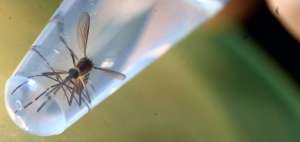 En menos de un a&ntilde;o, el zika se ha diseminado por 26 pa&iacute;ses del mundo