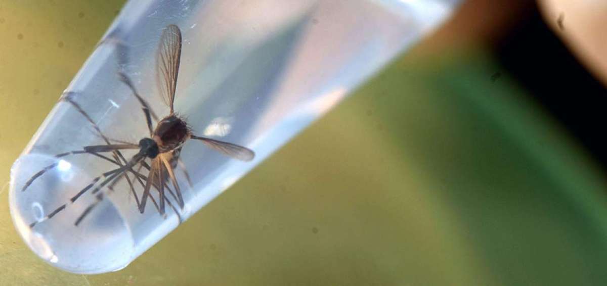 En menos de un a&ntilde;o, el zika se ha diseminado por 26 pa&iacute;ses del mundo