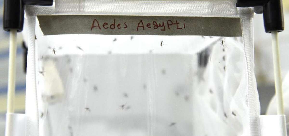 El mosquito es sometido a m&uacute;ltiples pruebas para su eliminaci&oacute;n. En Austria se desarrolla una t&eacute;cnica que utiliza radiaci&oacute;n ionizante para esterilizar plagas.