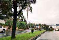 Un árbol cayó sobre la avenida Simón Bolívar