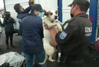 Perros desalojados fueron trasladados a refugios temporales