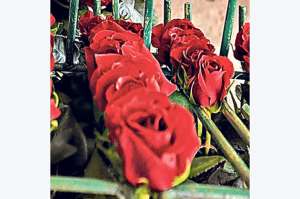 Los planteles flor&iacute;colas toman fuerza en Patate