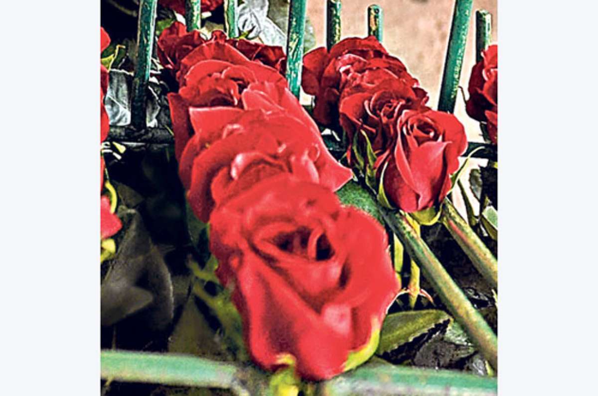 Los planteles flor&iacute;colas toman fuerza en Patate