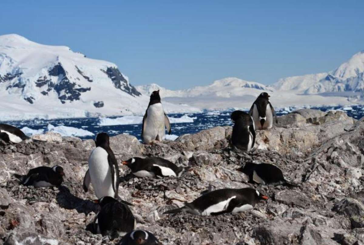 Los ping&uuml;inos  adelantaron su reproducci&oacute;n debido al cambio clim&aacute;tico.