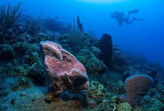 Predicen la extinción del coral para el final de siglo