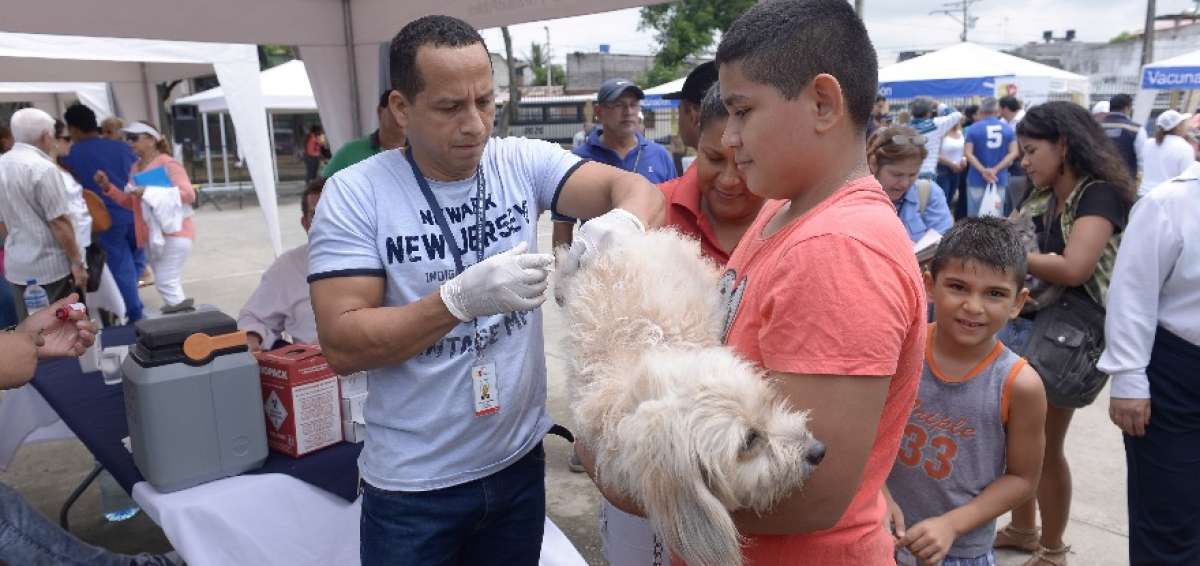 Mascotas de la Zona 8 son vacunadas
