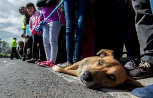 El maltrato animal es una pr&aacute;ctica que nos deshumaniza