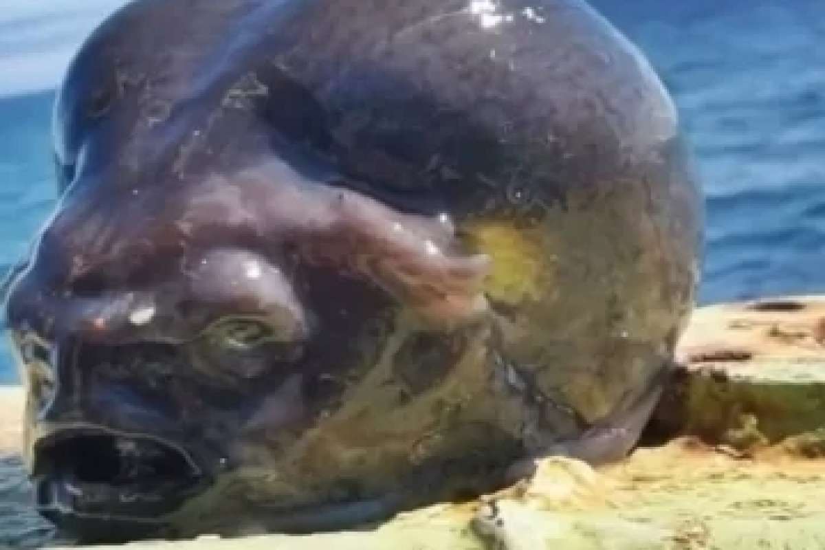 Pez limpio liso fue encontrado en una playa en Rusia.