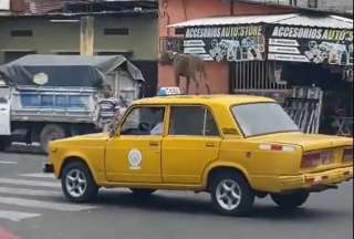 Un taxista llevó sobre el techo a un perro por las calles de Guayaquil