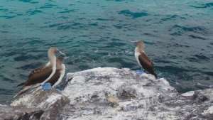 Las Islas Encantadas se ubican a 980 kil&oacute;metros del Ecuador continental y son reconocidas por su diversidad de flora y fauna &uacute;nicas en el mundo. Foto: Alicia Ortiz / El Tel&eacute;grafo 