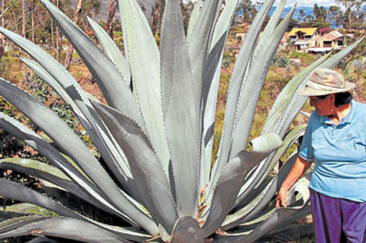 El penco llamado tambi&eacute;n maguey es sembrado en el cant&oacute;n Nab&oacute;n, para de all&iacute; extraer el jugo conocido tambi&eacute;n pulque. Fotos:  John Samaniego  | Para El Telegrafo