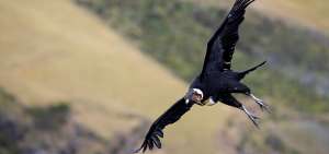 La especie habita en las escarpadas laderas de algunas monta&ntilde;as. Los c&oacute;ndores recorren una gran planicie para rastrear cad&aacute;veres en descomposici&oacute;n.