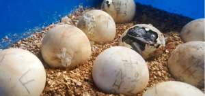 Fiscal&iacute;a investiga el robo de 123 cr&iacute;as de tortuga gigante en Gal&aacute;pagos