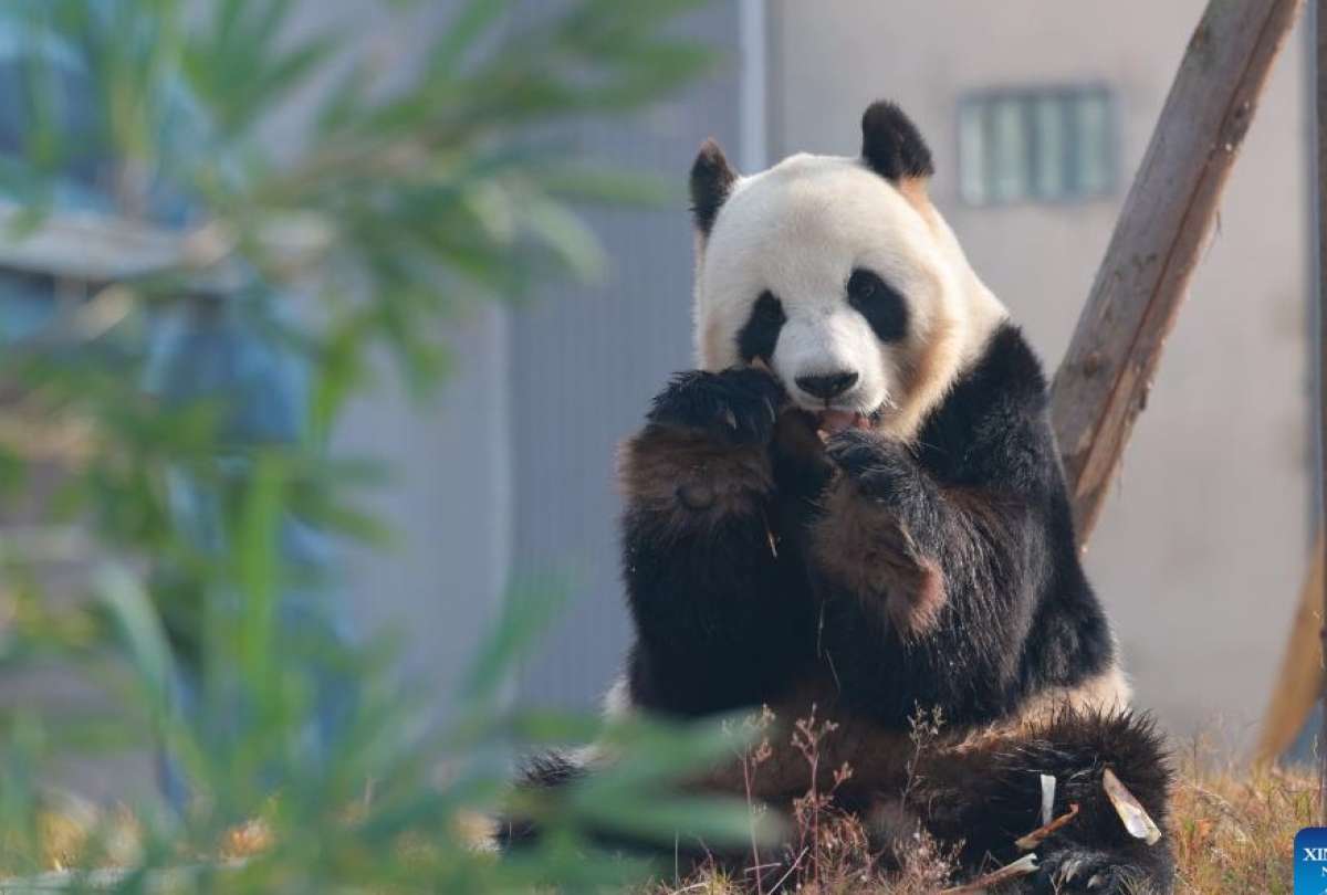 En Sichuan se habilit&oacute; un nuevo espacio para el cuidado de los pandas gigantes. 