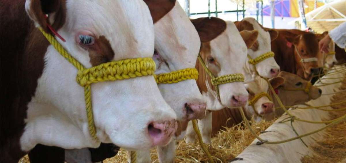 280 bovinos de alta gen&eacute;tica arribar&iacute;an al pa&iacute;s en abril