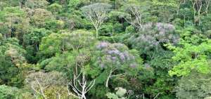 Ecuador y Noruega impulsan proyectos forestales en el pa&iacute;s