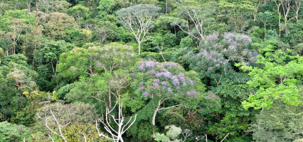 Ecuador y Noruega impulsan proyectos forestales en el pa&iacute;s