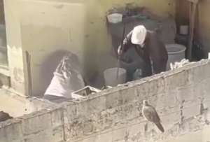 Personal de la Unidad de Bienestar Animal (UBA) rescató cinco perros víctimas de maltrato en Quito.