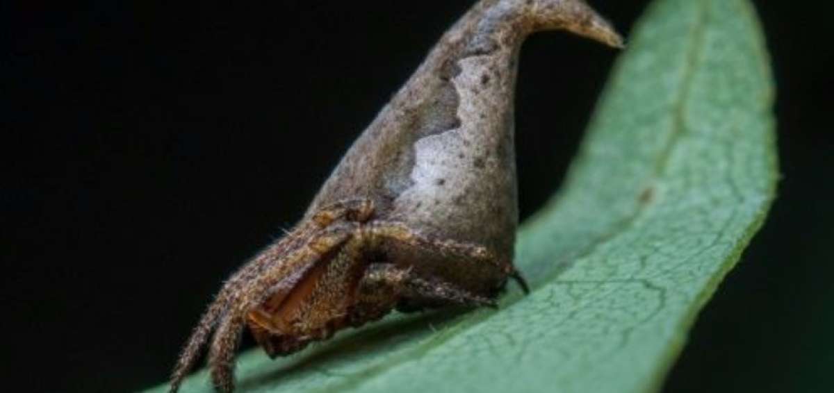 La ara&ntilde;a tiene un parecido con el Sombrero Seleccionador, uno de los objetos m&aacute;gicos de la saga.