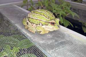 En Cuenca existen 10 espacios p&uacute;blicos, entre ellos un parque donde se conservan las ranas. FOTO: CORTES&Iacute;A.
