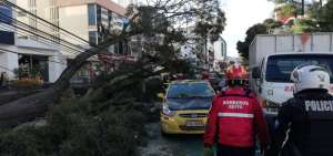 Un &aacute;rbol cay&oacute; sobre un taxi en Quito debido a fuertes vientos