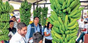 En El Oro el gran desarrollo bananero se produjo a partir de 1944, estimulado por el alza en su precio. Foto: Fabricio Cruz/ El Tel&eacute;grafo