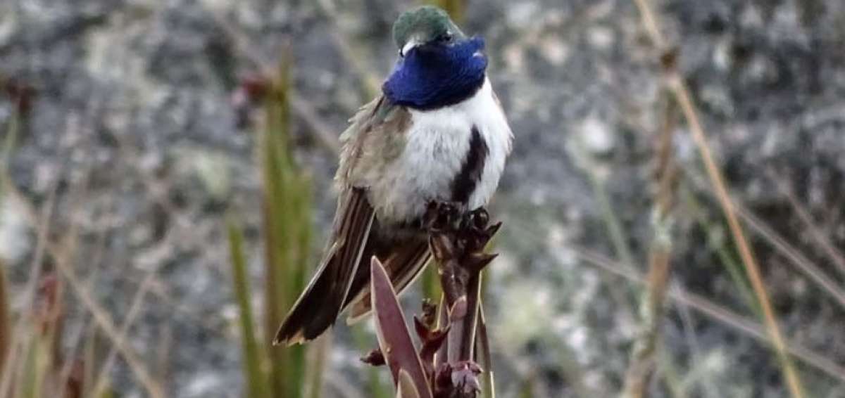 Seg&uacute;n el Inbio, esta especie se encuentra en "peligro de extinci&oacute;n cr&iacute;tico", debido a que habita en una zona muy peque&ntilde;a de la sierra andina amenazada por la expansi&oacute;n de la frontera agr&iacute;cola.