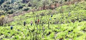 Cerro Atacazo es reforestado con plantas nativas