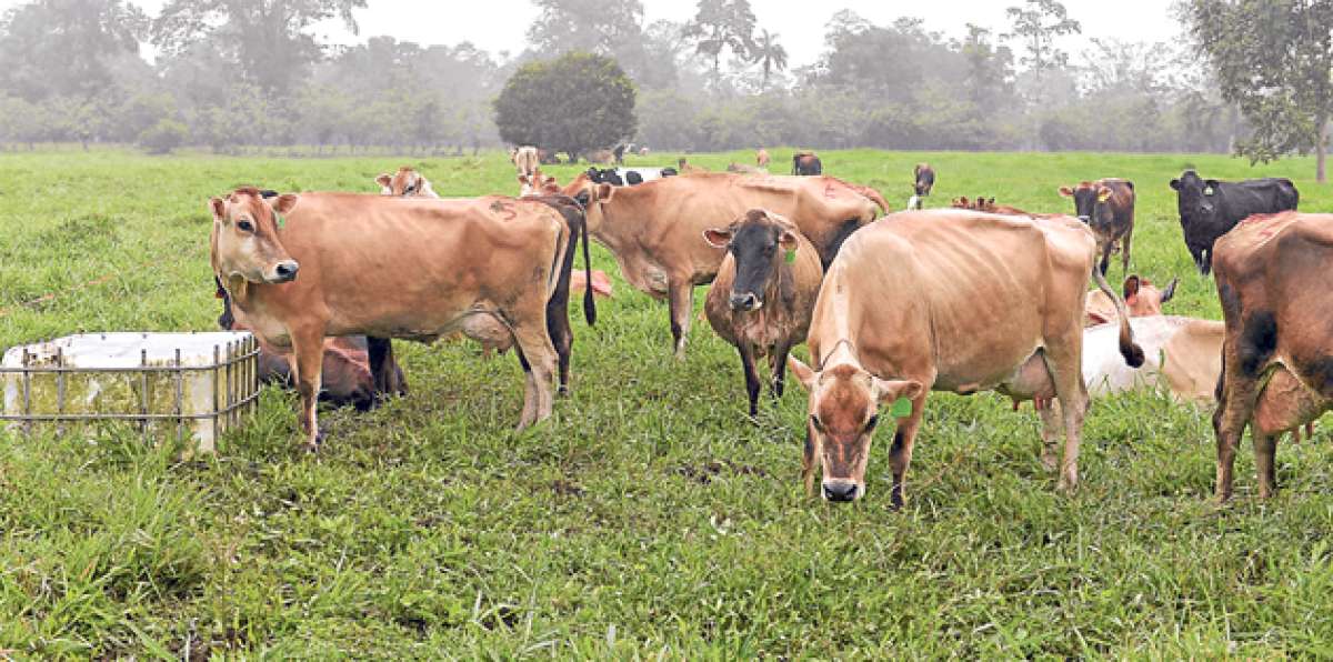 El manejo de las pasturas es esencial para una ganader&iacute;a productiva, el alimento balanceado es costoso. Foto:  Karly Torres / El Tel&eacute;grafo 