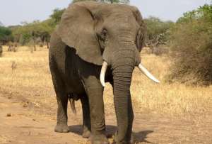 Un elefante mató a dos turistas, en un recorrido a pie en un parque nacional de Zambia. 