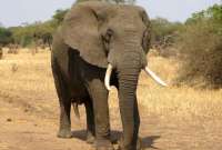 Un elefante mató a dos turistas, en un recorrido a pie en un parque nacional de Zambia. 