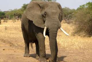 Un elefante mató a dos turistas, en un recorrido a pie en un parque nacional de Zambia. 
