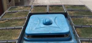 Buses tienen jardines en sus techos