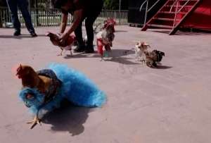 Un peculiar concurso resalta las raíces culturales de un pueblo en Honduras. En el certamen reconocen a la gallina mejor vestida.