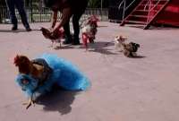 Un peculiar concurso resalta las raíces culturales de un pueblo en Honduras. En el certamen reconocen a la gallina mejor vestida.