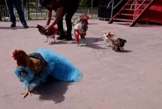 Un peculiar concurso resalta las raíces culturales de un pueblo en Honduras. En el certamen reconocen a la gallina mejor vestida.