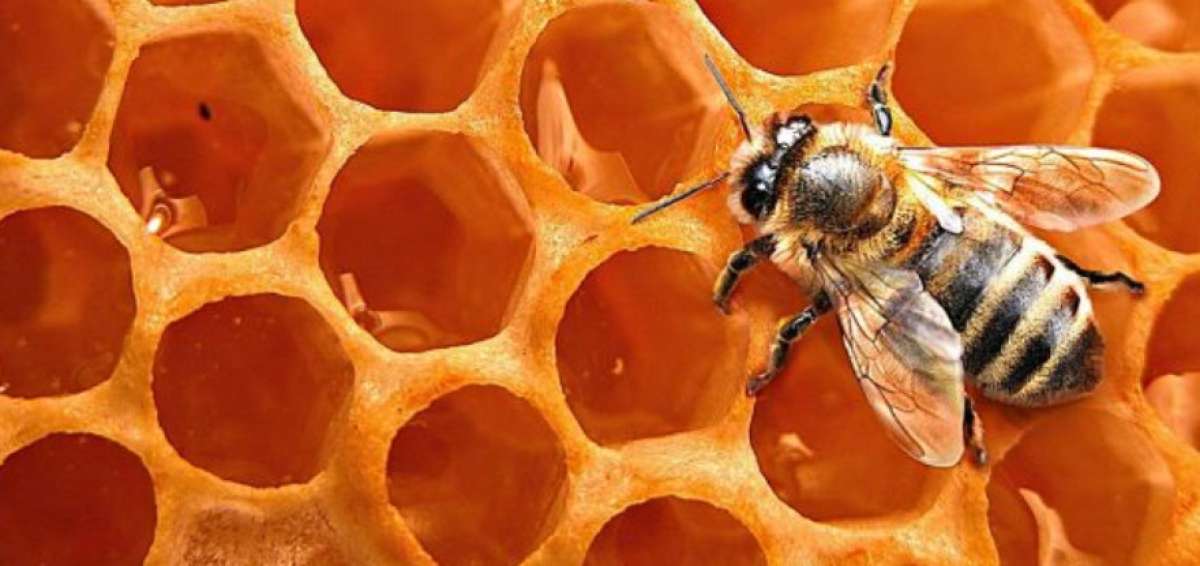 Un estudio halla pesticidas en el 75% de muestras de miel de todo el mundo