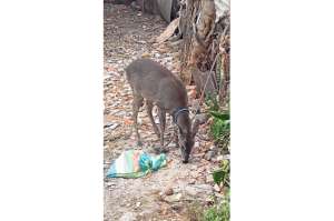 Un venado fue confiscado de una vivienda del sector de la Feria Libre. El animal se encontraba amarrado y lo alimentaban con ma&iacute;z. Foto: Cortes&iacute;a