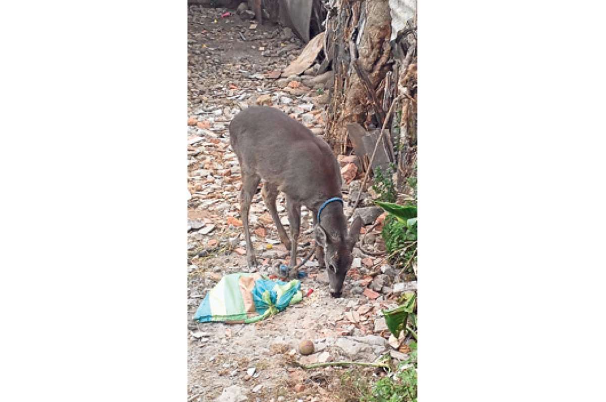 Un venado fue confiscado de una vivienda del sector de la Feria Libre. El animal se encontraba amarrado y lo alimentaban con ma&iacute;z. Foto: Cortes&iacute;a