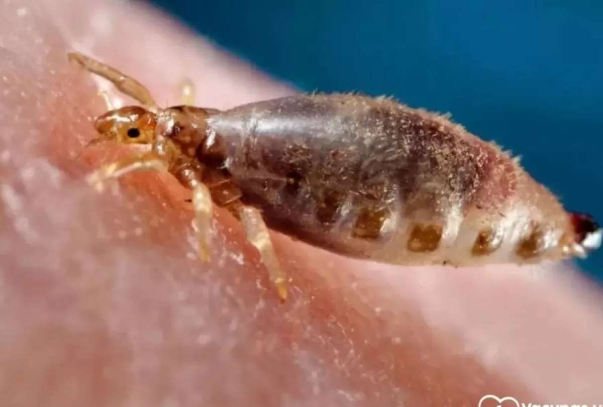 Autoridades mundiales recomiendan evitar el contacto con animales callejeros para evitar el tifus