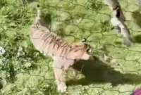 Un video muestra a un pato enfrentando sin temor a un tigre. La escena, digna de un documental, se volvió viral por la inesperada victoria del ave sobre el gran felino.