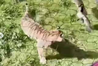 Un video muestra a un pato enfrentando sin temor a un tigre. La escena, digna de un documental, se volvió viral por la inesperada victoria del ave sobre el gran felino.