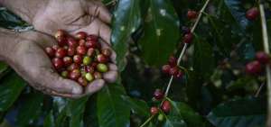 Los organizadores del evento indicaron que durante la premiaci&oacute;n se realizar&aacute;n conferencias y talleres de la cadena de caf&eacute;.