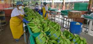 Las exportaciones de banano en Ecuador significaron ingresos por $ 2.129 &lsquo;.000.000 entre enero y agosto del a&ntilde;o en curso, seg&uacute;n las autoridades. 